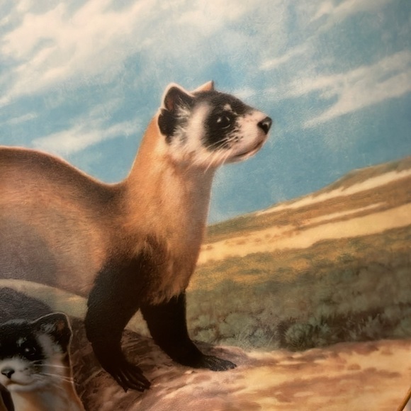 The Black Footed Ferret Will Nelson Vintage Last of Their Kind Endangered Plate - Picture 12 of 15